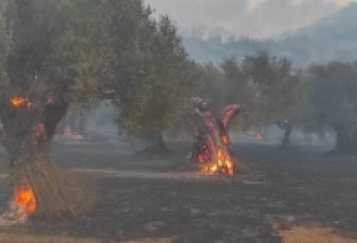 Προκαταβολή 6,9 εκατ. ευρώ για πυρόπληκτες καλλιέργειες στη Λακωνία