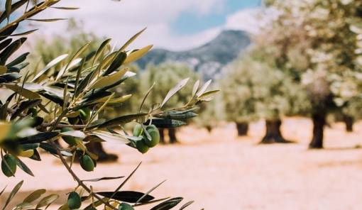 &Pi;&alpha;&rho;&omicron;&upsilon;&sigma;&iota;ά&zeta;&omicron;&nu;&tau;&alpha;&iota; &sigma;&tau;&eta; &Nu;&epsilon;ά&pi;&omicron;&lambda;&eta; &tau;&alpha; &alpha;&pi;&omicron;&tau;&epsilon;&lambda;έ&sigma;&mu;&alpha;&tau;&alpha; &tau;&omicron;&upsilon; &epsilon;&upsilon;&rho;&omega;&pi;&alpha;ϊ&kappa;&omicron;ύ έ&rho;&gamma;&omicron;&upsilon; OliveOilMedNet
