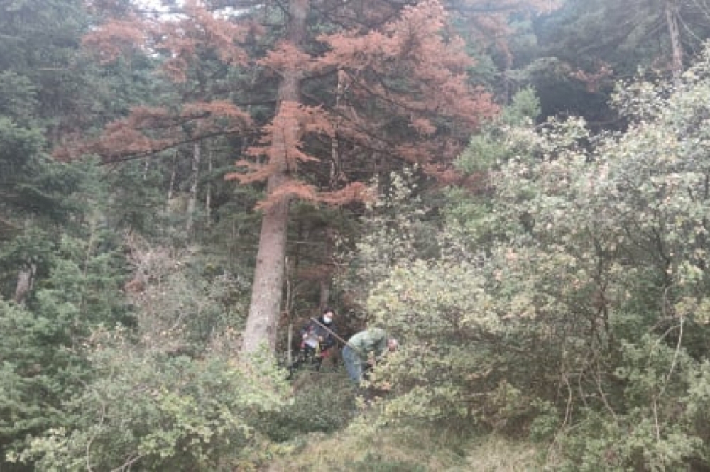 SOS για το ελατοδάσος του Πάρνωνα