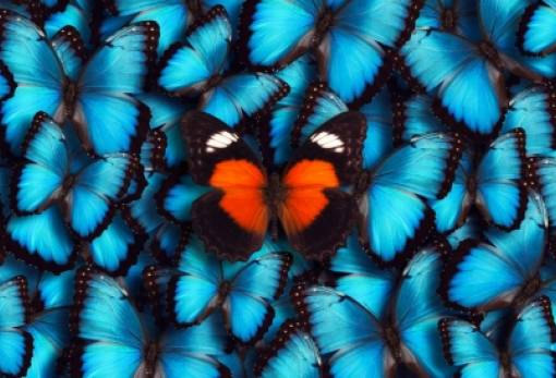Γιατί νοιώθουμε «πεταλούδες» στο στομάχι όταν ερωτευόμαστε;