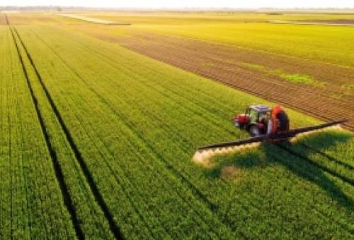 Κανονική παραγωγή και μεγάλα μεγέθη στις μαύρες ελιές