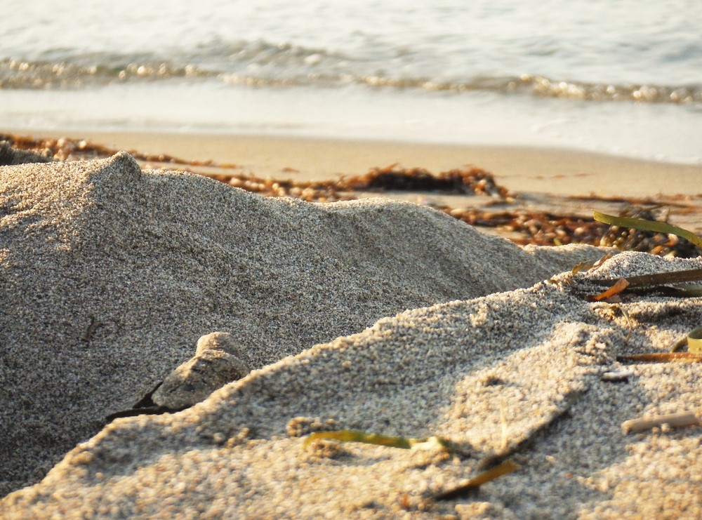 &laquo;&Kappa;&alpha;&mu;&pi;&alpha;&nu;ά&kappa;&iota;&raquo; &gamma;&iota;&alpha; &tau;&eta; &chi;&epsilon;&lambda;ώ&nu;&alpha; &kappa;&alpha;&rho;έ&tau;&alpha; &sigma;&tau;&iota;&sigmaf; &pi;&alpha;&rho;&alpha;&lambda;ί&epsilon;&sigmaf; &tau;&eta;&sigmaf; &Mu;ά&nu;&eta;&sigmaf;