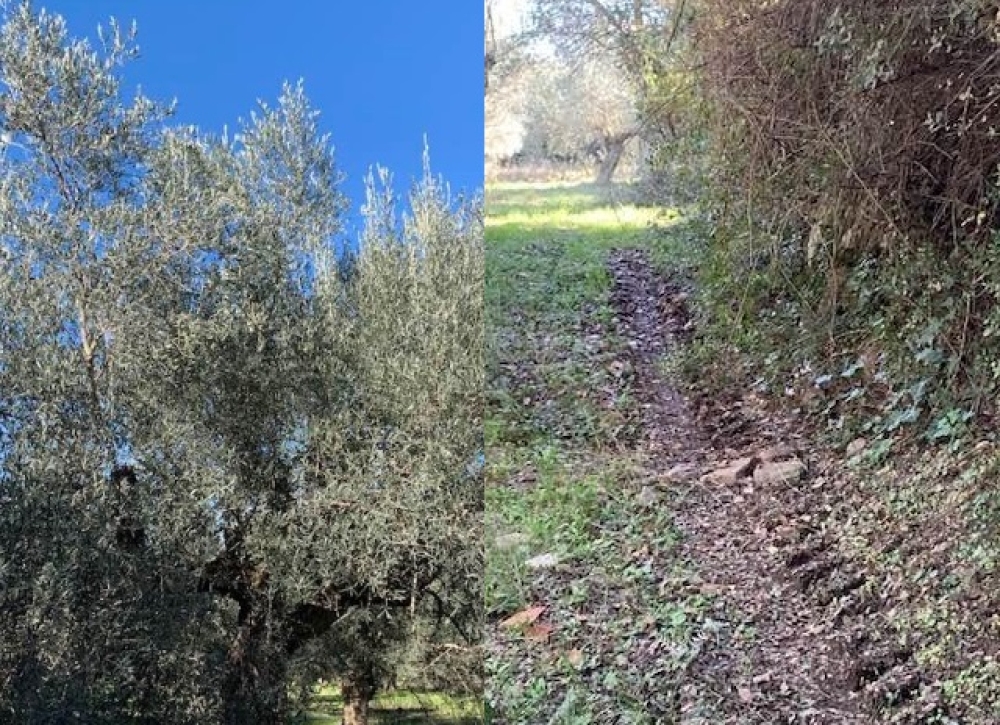 Βγαίνουν και φέτος «παγανιά» σε ελαιοπερίβολα στη Λακωνία