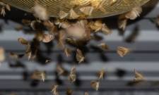 &Eta; &sigma;&iota;&omega;&pi;ή &tau;&omega;&nu; &epsilon;&nu;&tau;ό&mu;&omega;&nu;: &Mu;&iota;&alpha; &pi;&rho;&omicron;&epsilon;&iota;&delta;&omicron;&pi;&omicron;ί&eta;&sigma;&eta; &gamma;&iota;&alpha; &tau;&omicron;&nu; &pi;&lambda;&alpha;&nu;ή&tau;&eta;