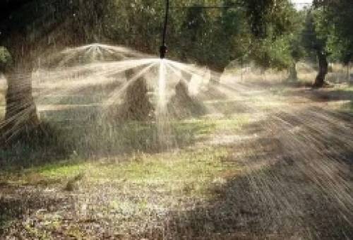 Άρδευση ελιάς: πότε και πόσο να ποτίζεις