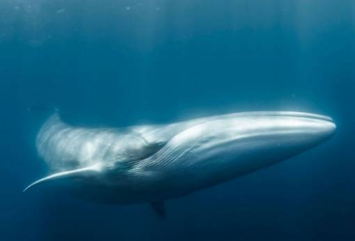 Πώς οι φάλαινες μπορούν να βοηθήσουν στις σεισμικές έρευνες