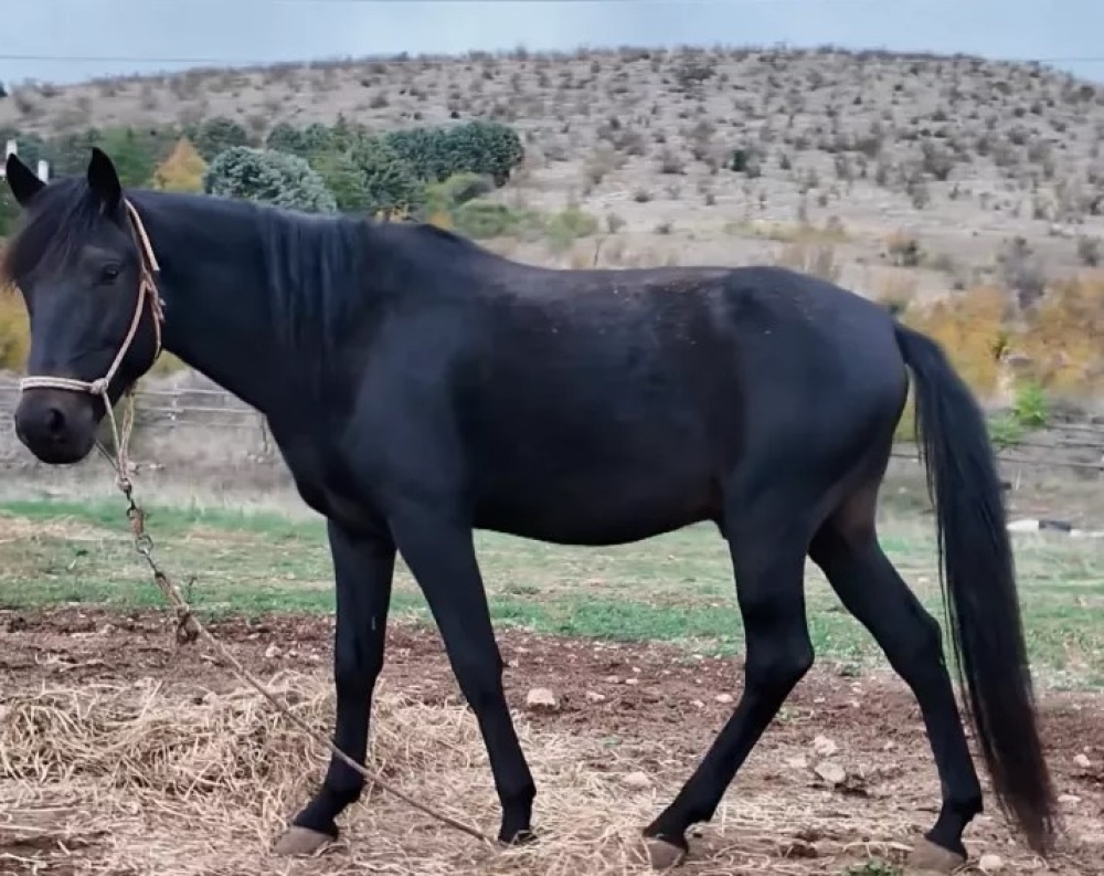 Τα άλογα του Μέγα Αλέξανδρου επιβιώνουν στην Σιάτιστα