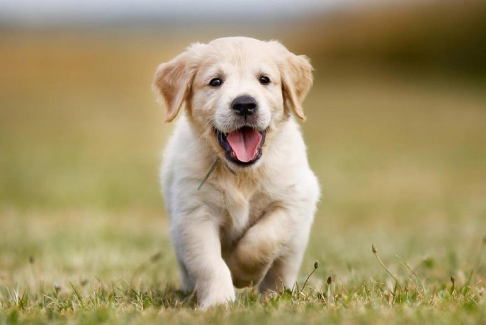 &Epsilon;&nu;ώ&nu;&epsilon;&iota; &delta;&upsilon;&nu;ά&mu;&epsilon;&iota;&sigmaf; &eta; &Lambda;έ&sigma;&chi;&eta; Lions &gamma;&iota;&alpha; &tau;&eta;&nu; &pi;&rho;&omicron;&sigma;&tau;&alpha;&sigma;ί&alpha; &tau;&omega;&nu; &zeta;ώ&omega;&nu; &sigma;&tau;&eta; &Sigma;&pi;ά&rho;&tau;&eta;