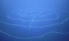 &Upsilon;&pi;&omicron;&beta;&rho;ύ&chi;&iota;&omicron; &rho;&omicron;&mu;&pi;ό&tau; &alpha;&nu;&alpha;&kappa;ά&lambda;&upsilon;&psi;&epsilon; &tau;&omicron; &mu;&alpha;&kappa;&rho;ύ&tau;&epsilon;&rho;&omicron; &zeta;ώ&omicron; &tau;&omicron;&upsilon; &kappa;ό&sigma;&mu;&omicron;&upsilon;, &mu;ή&kappa;&omicron;&upsilon;&sigmaf; 45 &mu;έ&tau;&rho;&omega;&nu;