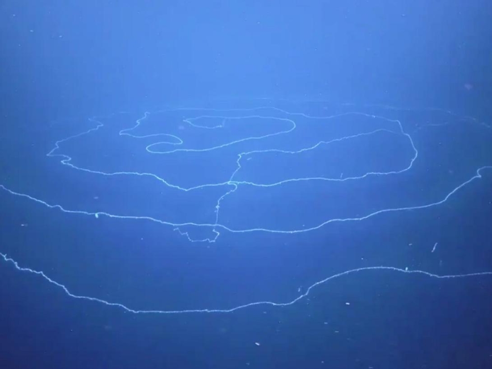 &Upsilon;&pi;&omicron;&beta;&rho;ύ&chi;&iota;&omicron; &rho;&omicron;&mu;&pi;ό&tau; &alpha;&nu;&alpha;&kappa;ά&lambda;&upsilon;&psi;&epsilon; &tau;&omicron; &mu;&alpha;&kappa;&rho;ύ&tau;&epsilon;&rho;&omicron; &zeta;ώ&omicron; &tau;&omicron;&upsilon; &kappa;ό&sigma;&mu;&omicron;&upsilon;, &mu;ή&kappa;&omicron;&upsilon;&sigmaf; 45 &mu;έ&tau;&rho;&omega;&nu;