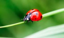 &Tau;&alpha; &pi;&alpha;&iota;&delta;&iota;ά &alpha;&nu;&alpha;&kappa;&alpha;&lambda;ύ&pi;&tau;&omicron;&upsilon;&nu; &tau;&eta;&nu; &laquo;&Omicron;&iota;&kappa;&omicron;&lambda;&omicron;&gamma;ί&alpha; &tau;&omega;&nu; &epsilon;&nu;&tau;ό&mu;&omega;&nu;&raquo; &sigma;&tau;&eta; &Delta;&eta;&mu;ό&sigma;&iota;&alpha; &Rho;&omicron;&upsilon;&mu;ά&nu;&epsilon;&iota;&omicron; &Beta;&iota;&beta;&lambda;&iota;&omicron;&theta;ή&kappa;&eta; &Mu;&omicron;&lambda;ά&omega;&nu;