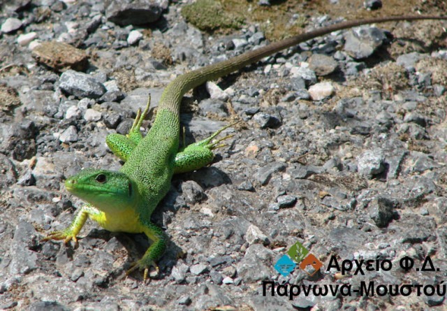 &Tau;&omicron; &zeta;ώ&omicron; &tau;&eta;&sigmaf; &epsilon;&beta;&delta;&omicron;&mu;ά&delta;&alpha;&sigmaf;: &Tau;&rho;&alpha;&nu;ό&sigma;&alpha;&upsilon;&rho;&alpha; (Lacerta trilineata)
