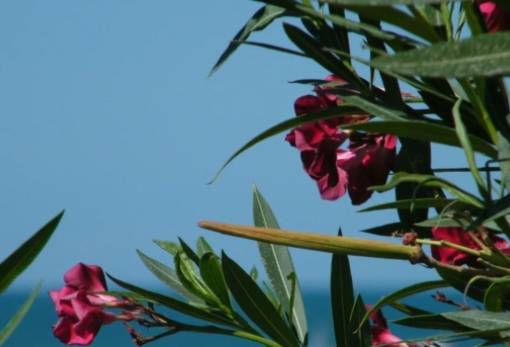 Πικροδάφνη: Ανάμεσα στην τοξικότητα και την αξία της