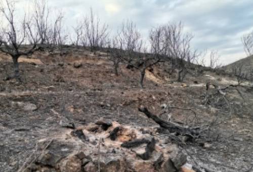 Στάχτη 110.000 στρέμματα το 2021 στη Λακωνία