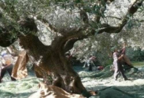 Παρέμβαση για άμεση επίλυση των προβλημάτων των Ελαιοκομικών Φορέων