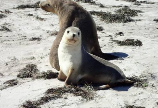 Ιβερμεκτίνη – Δεν σώζει από τον κορωναϊό, σώζει όμως τους θαλάσσιους λέοντες