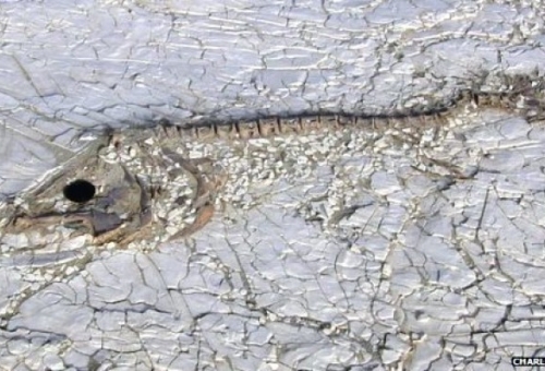 Αρχαία ψάρια της Αφρικής «ταΐζουν» το δάσος του Αμαζονίου