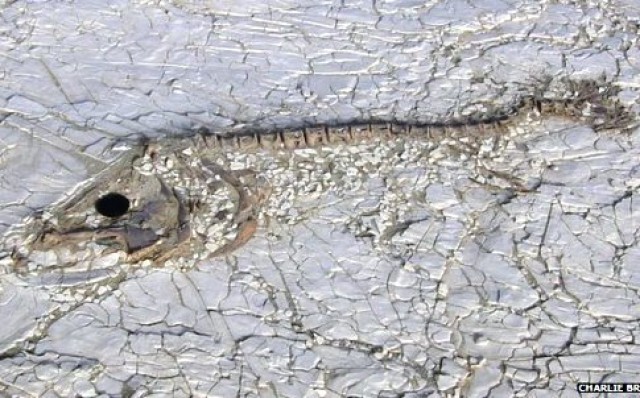 &Alpha;&rho;&chi;&alpha;ί&alpha; &psi;ά&rho;&iota;&alpha; &tau;&eta;&sigmaf; &Alpha;&phi;&rho;&iota;&kappa;ή&sigmaf; &laquo;&tau;&alpha;ΐ&zeta;&omicron;&upsilon;&nu;&raquo; &tau;&omicron; &delta;ά&sigma;&omicron;&sigmaf; &tau;&omicron;&upsilon; &Alpha;&mu;&alpha;&zeta;&omicron;&nu;ί&omicron;&upsilon;