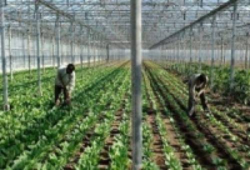 Καθορίσθηκε ο ανώτατος αριθμός εργατών γης ανά καλλιέργεια και τομέα από Τρίτες Χώρες για το 2026