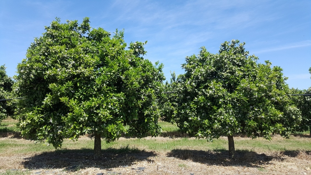 Έ&gamma;&iota;&nu;&epsilon; &eta; &alpha;&upsilon;&tau;&omicron;&psi;ί&alpha; &gamma;&iota;&alpha; &tau;&eta;&nu; &alpha;&kappa;&alpha;&rho;&pi;ί&alpha; &epsilon;&sigma;&pi;&epsilon;&rho;&iota;&delta;&omicron;&epsilon;&iota;&delta;ώ&nu; &sigma;&tau;&omicron; &Delta;. &Mu;&omicron;&nu;&epsilon;&mu;&beta;&alpha;&sigma;ί&alpha;&sigmaf;