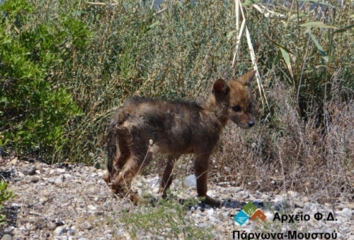 Διασώθηκαν ένα μικρό τσακάλι και μια θαλάσσια χελώνα