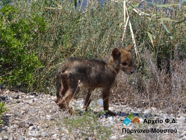&Delta;&iota;&alpha;&sigma;ώ&theta;&eta;&kappa;&alpha;&nu; έ&nu;&alpha; &mu;&iota;&kappa;&rho;ό &tau;&sigma;&alpha;&kappa;ά&lambda;&iota; &kappa;&alpha;&iota; &mu;&iota;&alpha; &theta;&alpha;&lambda;ά&sigma;&sigma;&iota;&alpha; &chi;&epsilon;&lambda;ώ&nu;&alpha;