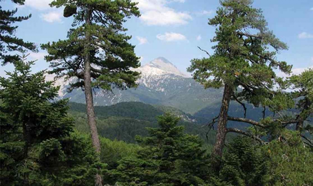 Αναφορά πολίτη για την πυροπροστασία του Βασιλακίου