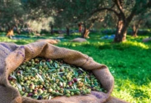 Ν. Γρηγοράκου: Προβλήματα στην ψηφιακή διακίνηση ελαιοκάρπου στη Λακωνία