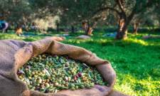 Ν. Γρηγοράκου: Προβλήματα στην ψηφιακή διακίνηση ελαιοκάρπου στη Λακωνία