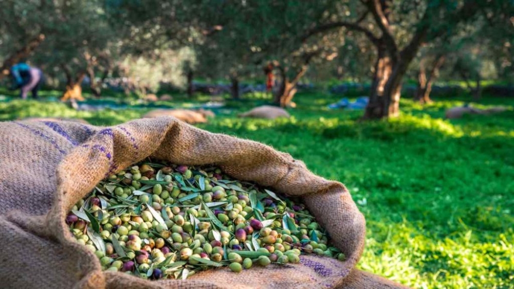 Ν. Γρηγοράκου: Προβλήματα στην ψηφιακή διακίνηση ελαιοκάρπου στη Λακωνία
