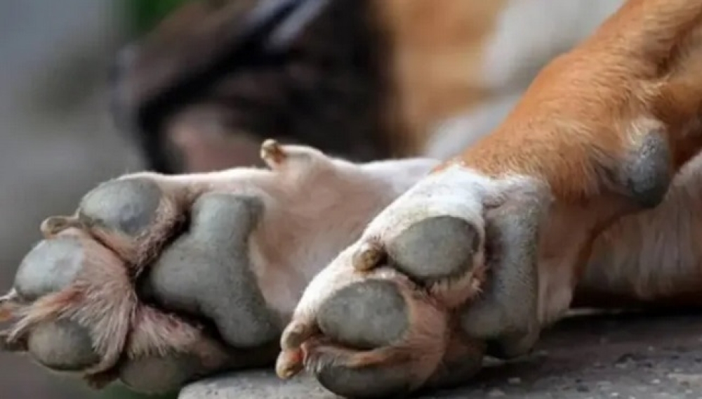 &Sigma;&upsilon;&nu;&epsilon;&lambda;ή&phi;&theta;&eta; ά&nu;&delta;&rho;&alpha;&sigmaf; &sigma;&tau;&eta; &Mu;ά&nu;&eta; &gamma;&iota;&alpha; &kappa;&alpha;&kappa;&omicron;&mu;&epsilon;&tau;&alpha;&chi;&epsilon;ί&rho;&iota;&sigma;&eta; &sigma;&kappa;ύ&lambda;&omega;&nu;