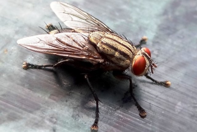 To DNA &tau;&eta;&sigmaf; &mu;ύ&gamma;&alpha;&sigmaf; &laquo;&kappa;&lambda;&epsilon;&iota;&delta;ί&raquo; &gamma;&iota;&alpha; &tau;&eta;&nu; &epsilon;&xi;ά&lambda;&epsilon;&iota;&psi;ή &tau;&eta;&sigmaf; &kappa;&alpha;&iota; &tau;&eta; &delta;&iota;&alpha;&chi;&epsilon;ί&rho;&iota;&sigma;&eta; &tau;&omega;&nu; &alpha;&pi;&omicron;&beta;&lambda;ή&tau;&omega;&nu; &mu;&alpha;&sigmaf;