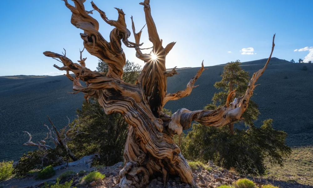&laquo;&Pi;&rho;&omicron;&mu;&eta;&theta;έ&alpha;&sigmaf;&raquo;: &Tau;&omicron; &delta;έ&nu;&tau;&rho;&omicron; &tau;&omega;&nu; 5.000 &epsilon;&tau;ώ&nu; &pi;&omicron;&upsilon; &kappa;ό&pi;&eta;&kappa;&epsilon; &alpha;&pi;ό &lambda;ά&theta;&omicron;&sigmaf;