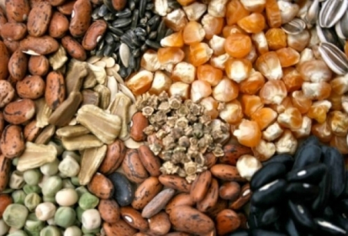 Φθινοπωρινή γιορτή παραδοσιακών σπόρων