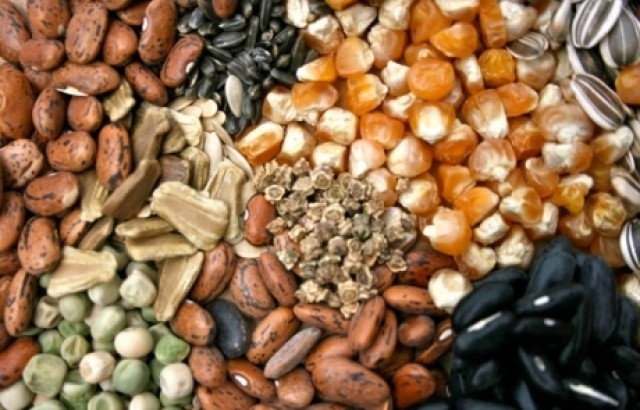 &Phi;&theta;&iota;&nu;&omicron;&pi;&omega;&rho;&iota;&nu;ή &gamma;&iota;&omicron;&rho;&tau;ή &pi;&alpha;&rho;&alpha;&delta;&omicron;&sigma;&iota;&alpha;&kappa;ώ&nu; &sigma;&pi;ό&rho;&omega;&nu;