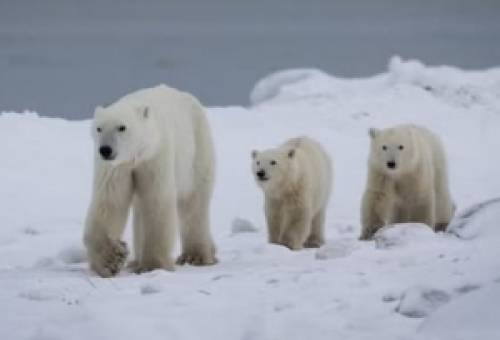 Xριστουγεννιάτικη ιστορία της άγριας φύσης: Πολική αρκούδα υιοθέτησε ορφανό αρκουδάκι