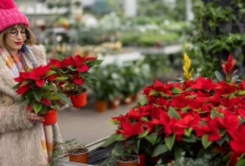 Χριστούγεννα 2025 - Έρευνα: Ποιοι και πόσα θα δαπανήσουν για αγορές