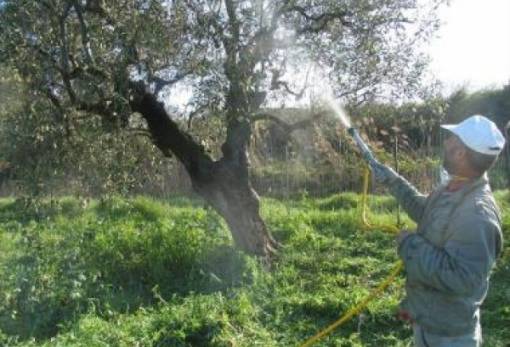 Πρόσληψη προσωπικού για την καταπολέμηση του δάκου στη Λακωνία