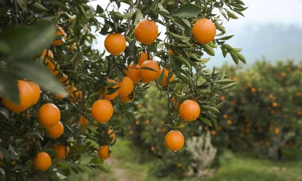&Kappa;&omicron;&mu;&phi;&omicron;ύ&zeta;&iota;&omicron;: Έ&omega;&sigmaf; 30 &Mu;&alpha;ΐ&omicron;&upsilon; &eta; &upsilon;&pi;&omicron;&beta;&omicron;&lambda;ή &pi;&alpha;&rho;&alpha;&sigma;&tau;&alpha;&tau;&iota;&kappa;ώ&nu; &pi;&lambda;&eta;&rho;&omega;&mu;ή&sigmaf;