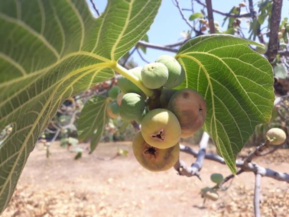 &Zeta;&eta;&mu;&iota;έ&sigmaf; &sigma;&tau;&eta;&nu; &sigma;&upsilon;&kappa;&omicron;&pi;&alpha;&rho;&alpha;&gamma;&omega;&gamma;ή &tau;&eta;&sigmaf; &Lambda;&alpha;&kappa;&omega;&nu;ί&alpha;&sigmaf; &alpha;&pi;ό &tau;&omicron;&nu; &pi;&alpha;&rho;&alpha;&tau;&epsilon;&tau;&alpha;&mu;έ&nu;&omicron; &kappa;&alpha;ύ&sigma;&omega;&nu;&alpha;