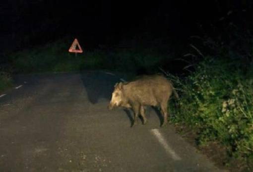 Τραγωδία στη Μάνη: 24χρονος νεκρός μετά από σύγκρουση με αγριόχοιρο