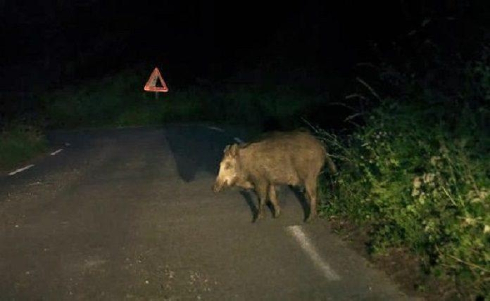 &Tau;&rho;&alpha;&gamma;&omega;&delta;ί&alpha; &sigma;&tau;&eta; &Mu;ά&nu;&eta;: 24&chi;&rho;&omicron;&nu;&omicron;&sigmaf; &nu;&epsilon;&kappa;&rho;ό&sigmaf; &mu;&epsilon;&tau;ά &alpha;&pi;ό &sigma;ύ&gamma;&kappa;&rho;&omicron;&upsilon;&sigma;&eta; &mu;&epsilon; &alpha;&gamma;&rho;&iota;ό&chi;&omicron;&iota;&rho;&omicron;