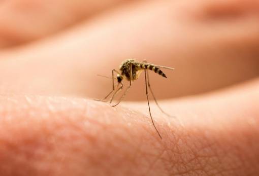 Πως να αποφύγετε τα τσιμπίματα των κουνουπιών