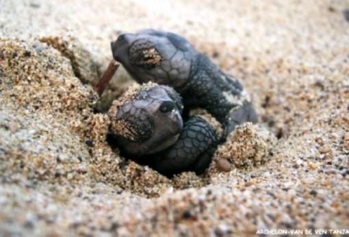 Τα πρώτα χελωνάκια καρέτα-καρέτα «ξεμύτισαν» στην Πελοπόννησο