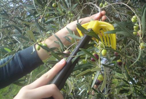 10 προσλήψεις γεωπόνων στη Λακωνία για την καταπολέμηση του δάκου