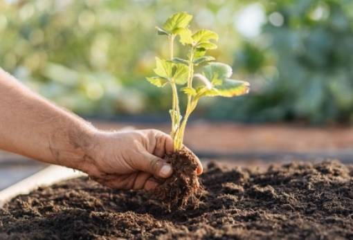 Επίδειξη οικιακής κηποτεχνίας στον κήπο του Μουσείου Σπάρτης