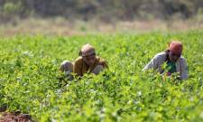 ΕΘΕΑΣ: Ελληνοαιγυπτιακή συμφωνία για τη μετάκληση 5.000 εργατών γης