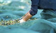 &Epsilon;&lambda;&alpha;&iota;&omicron;&kappa;&omicron;&mu;ί&alpha;: &Alpha;&pi;&lambda;&omicron;ύ&sigma;&tau;&epsilon;&rho;&omicron; &mu;&eta;&tau;&rho;ώ&omicron; &kappa;&alpha;&iota; &pi;&lambda;&eta;&rho;&omega;&mu;ή &tau;&omega;&nu; &Omicron;&Epsilon;&Phi; &alpha;&pi;ό &epsilon;&theta;&nu;&iota;&kappa;&omicron;ύ&sigmaf; &pi;ό&rho;&omicron;&upsilon;&sigmaf; &pi;&rho;&omicron;&alpha;&nu;ή&gamma;&gamma;&epsilon;&iota;&lambda;&epsilon; &omicron; &Sigma;&chi;&omicron;&iota;&nu;ά&sigmaf;