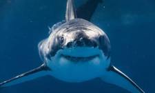 Γιγάντιος αρχαίος καρχαρίας ανακαλύφθηκε στην Αυστραλία