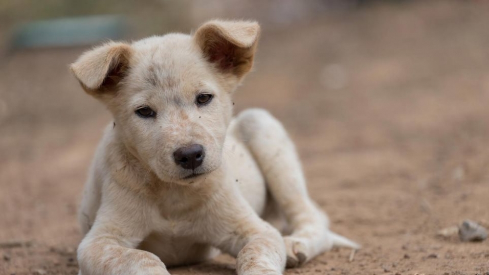 &Zeta;&eta;&tau;&epsilon;ί&tau;&alpha;&iota; &epsilon;&lambda;&pi;ί&sigmaf;&hellip;&kappa;&alpha;&iota; &kappa;&tau;&eta;&nu;ί&alpha;&tau;&rho;&omicron;&sigmaf;!